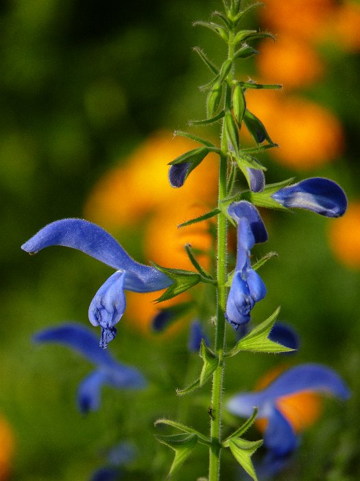 Salvia patens 'Blue Angel' fleur (2)